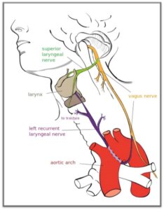 Breathe correctly for improved Oxygen transfer, stress relief and